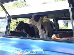 cattle