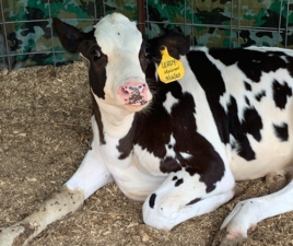 Cow
